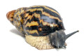 Archachatina papyracea adelinae Cameroon adult